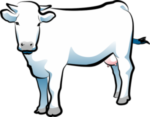 cow-1472655_640
