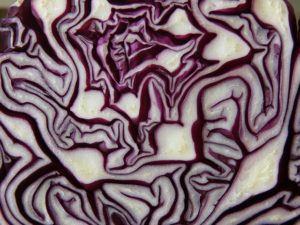 red-cabbage-293349_640